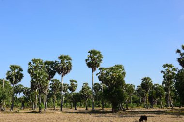 Palmiye ağaçları ve mavi gökyüzü arka planı 