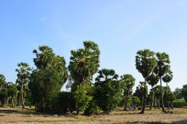 Palmiye ağaçları ve mavi gökyüzü arka planı 