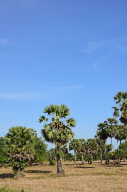 Palmiye ağaçları ve mavi gökyüzü arka planı 