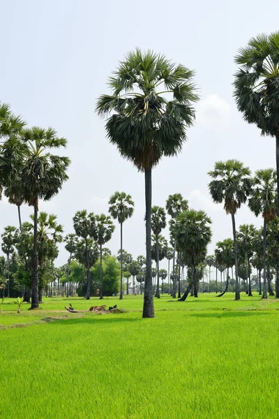 Palmy Zielonym Parku Słoneczny Dzień — Zdjęcie stockowe