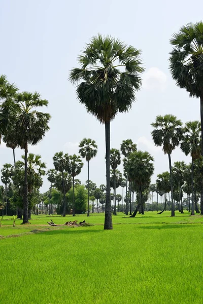 Palm Trees Green Park Sunny Day — Stock Photo, Image