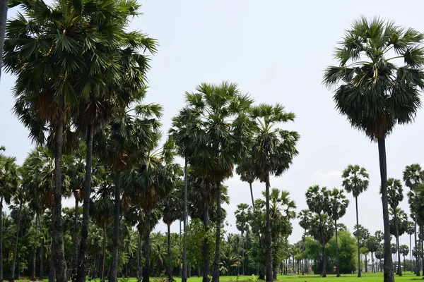 Pohon Palem Taman Hijau Pada Hari Yang Cerah — Stok Foto