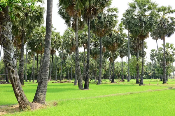 Palmeras Parque Verde Día Soleado — Foto de Stock