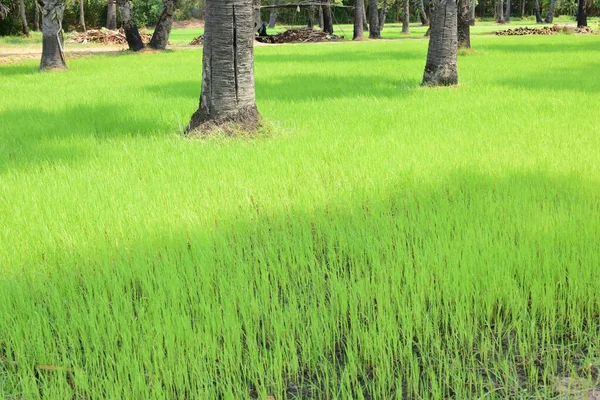 Güneşli Bir Günde Yeşil Parkta Palmiye Ağaçları — Stok fotoğraf