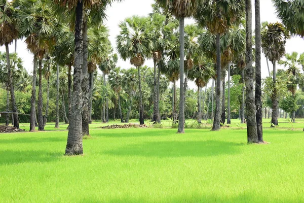 Palmiers Dans Parc Verdoyant Journée Ensoleillée — Photo