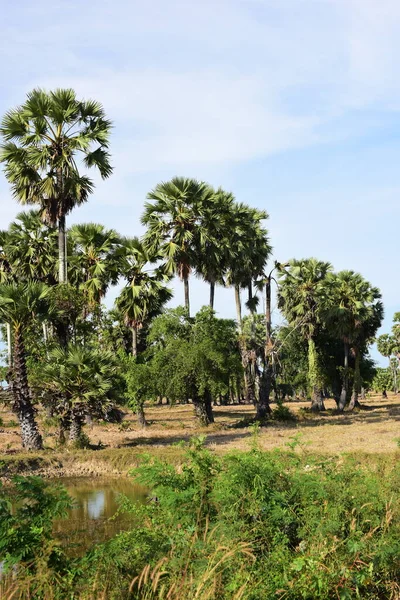 Palmiye ağaçları ve mavi gökyüzü arka planı 