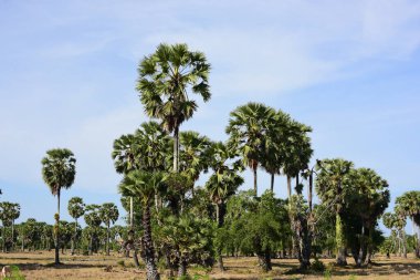 Güneşli bir günde yeşil parkta palmiye ağaçları