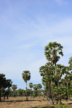 Güneşli bir günde yeşil parkta palmiye ağaçları