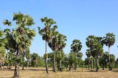 Güneşli bir günde yeşil parkta palmiye ağaçları