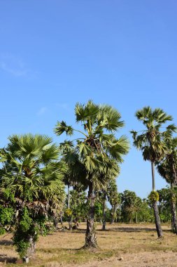 Güneşli bir günde yeşil parkta palmiye ağaçları