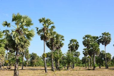 Palmiye ağaçları ve mavi gökyüzü arka planı 