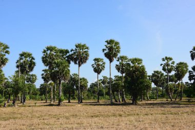 Palmiye ağaçları ve mavi gökyüzü arka planı 