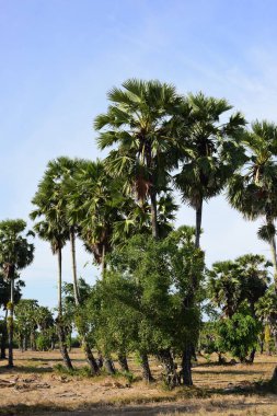 Palmiye ağaçları ve mavi gökyüzü arka planı 