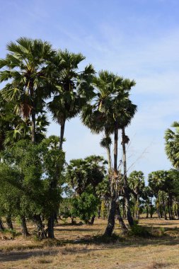 Palmiye ağaçları ve mavi gökyüzü arka planı 