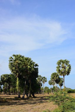 Palmiye ağaçları ve mavi gökyüzü arka planı 