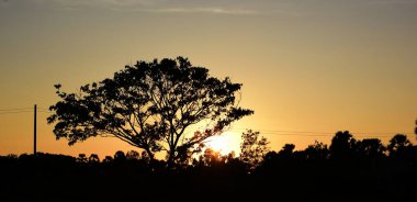 Gün batımında tropikal ormanda büyük ağaç silueti