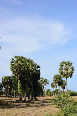 Palmiye ağaçları ve mavi gökyüzü arka planı 