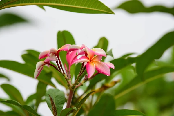 Belles Fleurs Tropicales Dans Jardin Vert — Photo