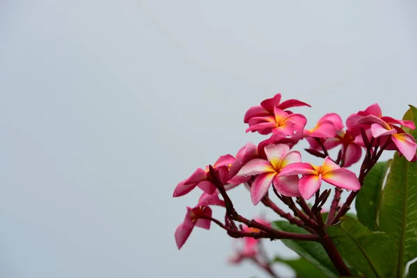 Mooie Tropische Bloemen Groene Tuin — Stockfoto