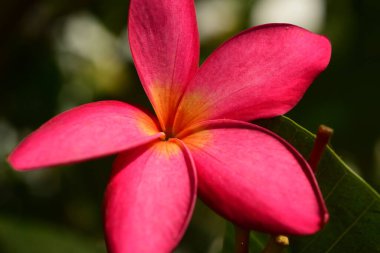 Bahçedeki kırmızı çiçek