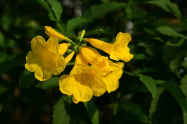Bahçedeki sarı çiçekler