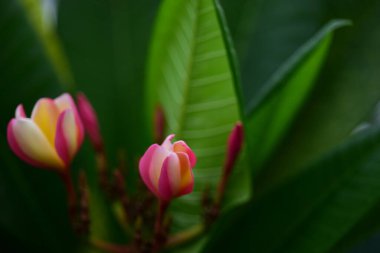 Bahçedeki güzel pembe çiçekler