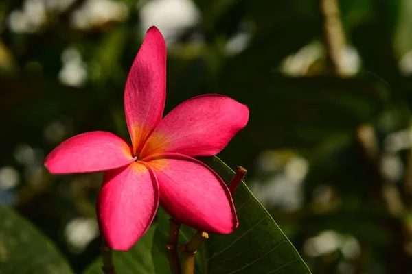 Hot Pink Plumeria Also Known Frangipani Yellow Orange Accents Oahu — Stock Photo, Image