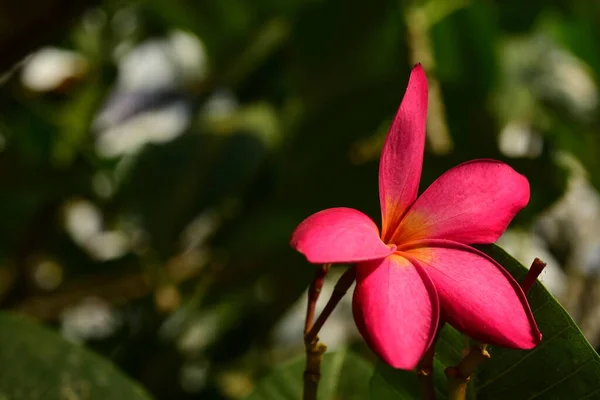 Hermosas Flores Tropicales Jardín — Foto de Stock