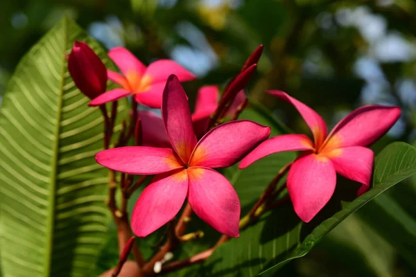 Plumeria Bloemen Tuin — Stockfoto