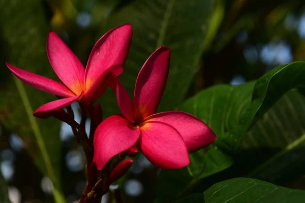 Flores Plumeria Rosa Jardim — Fotografia de Stock