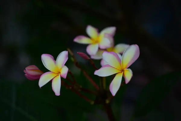 Belles Fleurs Tropicales Dans Jardin — Photo