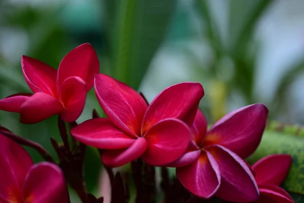 Vackra Rosa Blommor Trädgården — Stockfoto