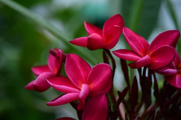 Schöne Rosa Blumen Garten — Stockfoto