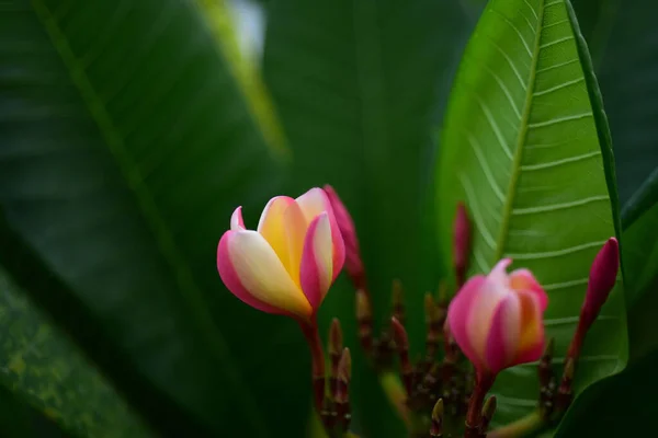 Belas Flores Tropicais Jardim — Fotografia de Stock