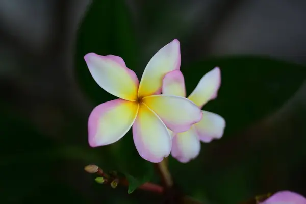 Fehér Frangipani Virág Kertben — Stock Fotó