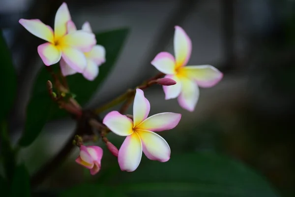 Hermosas Flores Tropicales Jardín —  Fotos de Stock