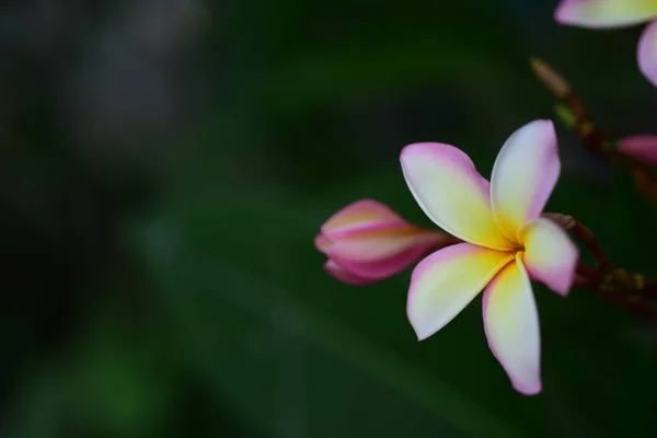 Belles Fleurs Tropicales Dans Jardin — Photo