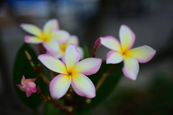 Frangipani Virág Kertben — Stock Fotó