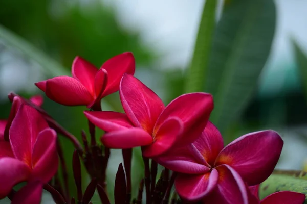 Roze Bloemen Groene Tuin — Stockfoto