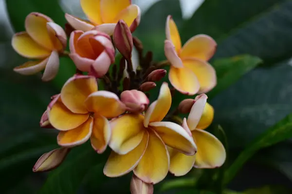 Flores Amarelas Bonitas Orquídea Jardim — Fotografia de Stock