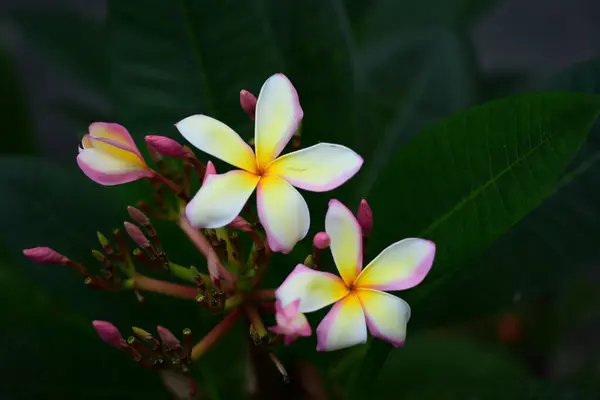 Primer Plano Flor Plumeria Flor Lilawadee —  Fotos de Stock