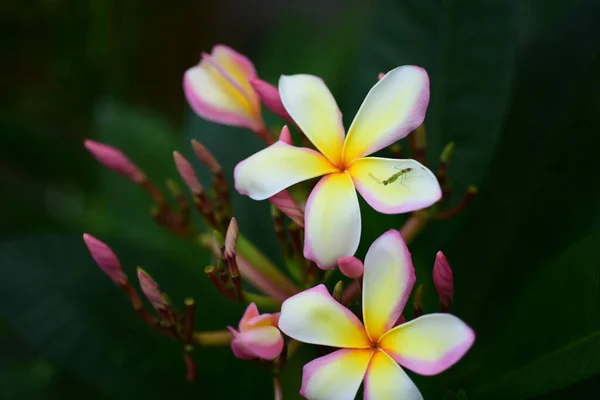 Frangipani Virágok Közel Gyönyörű Plumeria Csodálatos Thai Frangipani Virágok Zöld — Stock Fotó