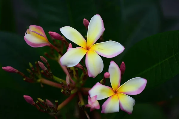 Frangipani Цветок Дереве — стоковое фото