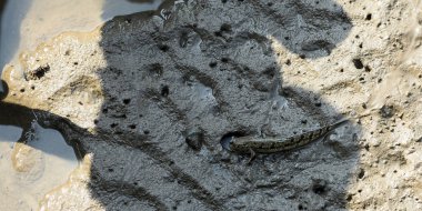 Deniz kıyısındaki küçük kurbağa