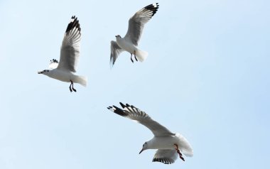 Uçan martı mavi gökyüzüne karşı uçuyor