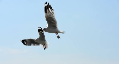 denize uçan martıları