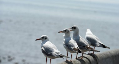 Deniz kıyısındaki martı