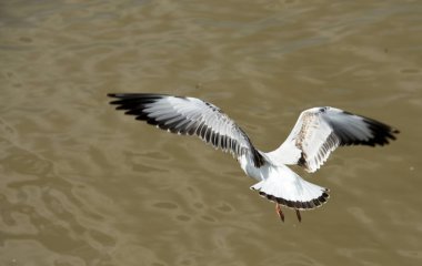 Martı gökyüzünde uçuyor.