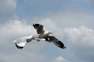 Martı gökyüzünde uçuyor.