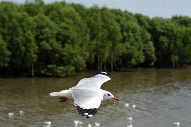 Martılar gökyüzünde uçuyor